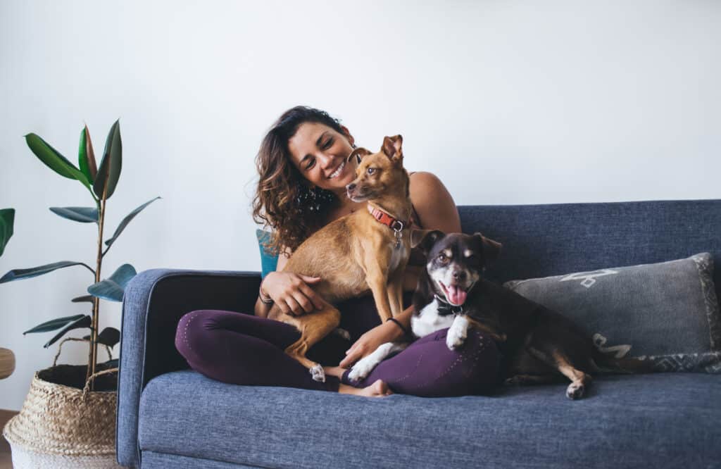 pet friendly home IAQ